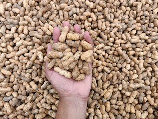Peanut pods, or peanut legume, harvest beans in hand, for selling 