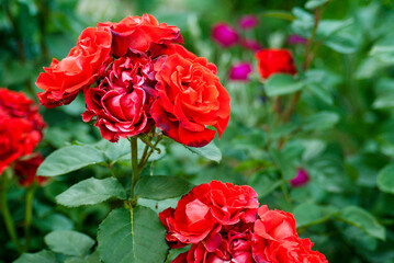 Coral spray roses with green leaves in the garden during the day