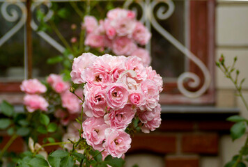 Branches of a soft pink rose in the garden on a sunny day