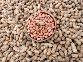 Peanut pods, or peanut legume, harvest beans in hand, for selling 