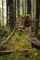 Pacific Northwest Scenic Landscapes