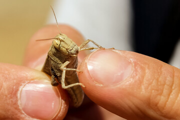 A locust insect is sitting on a man's arm.