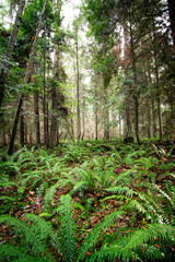 Fototapeta premium Pacific Northwest Scenic Landscapes