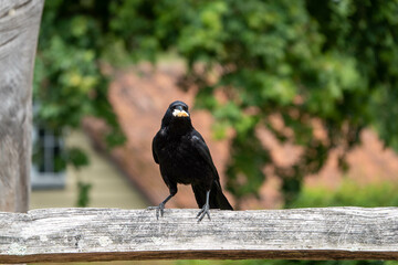 the carrion crow corvus corone a passerine bird of the family corvidae perched on a fence with a piece pf bread in his beak and a blurred background
