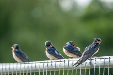 swallows  small birds with dark glossy blue backs red throat pale underparts and long tail streamers perched on a fence with a blurred green background © Penny