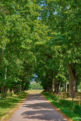 Quiet countryside road between forest trees and grassland or a farm pasture in a remote area. Landscape of an empty, scenic and secluded path with leaves providing shade along farmland with greenery