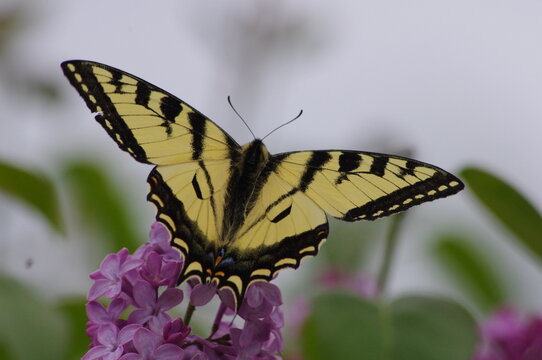 Swallow Tail butterfly