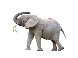 elephant with raised trunk isolated on white background