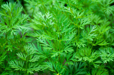 Leaves of green carrots in the vegetable garden during the day