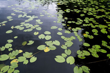 Beautiful European nature. Forest lake. Aquatic plants, water lilies, lilly pads on surface of water.