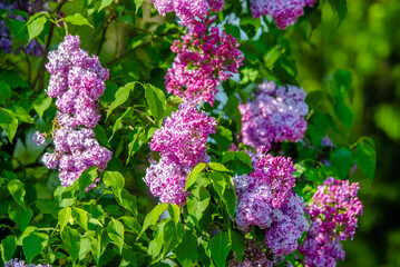 Pink lilac blooms in the Botanical garden
