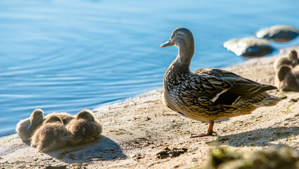 A wild duck with ducklings stands on the shore