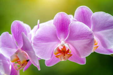 Purple Orchid branch on green natural background
