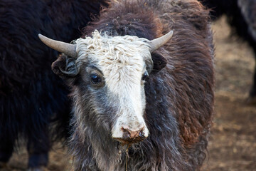 A yak calf with horns looks close-up