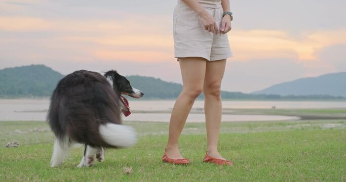 Cute black and white border collie dog training walking around owner trick command. Attractive young female animal trainer play with her smart cheerful pet with evening sunset in park. Slow motion.