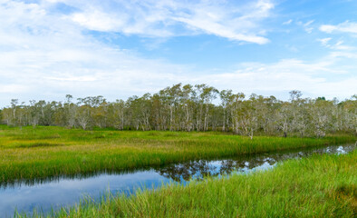 lake in the forest