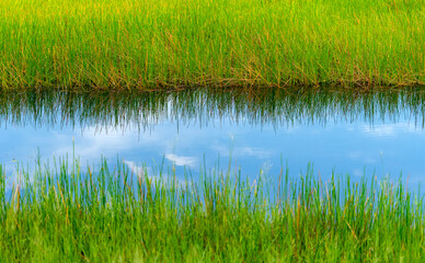 grass and water