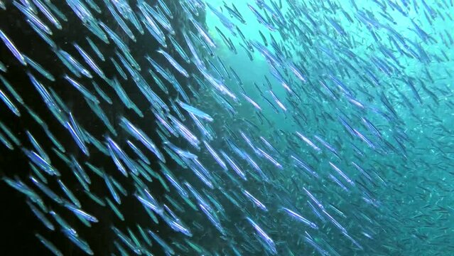 A massive school of small fish Hardyhead Silverside moves along the coral reef, opening and closing its view.