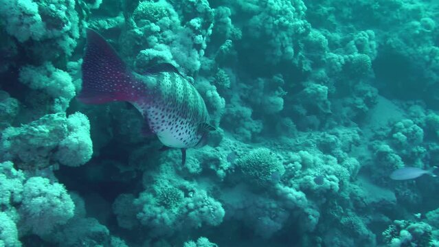 Leopard Grouper (Plectropomus pessuliferus) slowly swims along the coral reef wall, big specimens have no enemies except spearfishers.