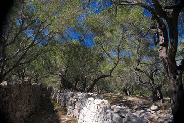 A country track through olive groves near Ozias, Paxos, Ionian Islands, Greece