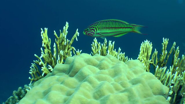 The brightly colored Klunzinger's wrasse (Thalassoma rueppellii) floats against a backdrop of picturesque coral.