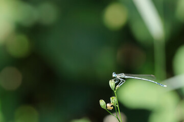 libellule agrion sur flare de fond vert