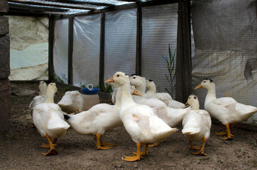 Group of ducks
