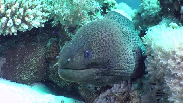 Close-up of a Giant moray (Gymnothorax javanicus) that sticks its head out of a coral crevice and opens its mouth in time with breathing, front view.