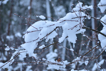 In the picture there are branches of a bush on which there is a lot of snow.