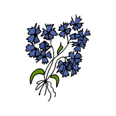 Blue cornflower Illustration on a white background