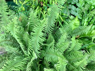 fern leaves
