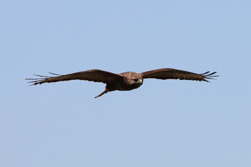 buse variable planant de face dans le ciel bleu