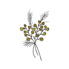Yellow mimosa Illustration on a white background