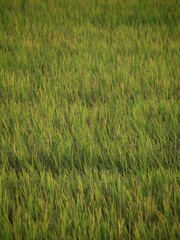 ripe paddy field ready to harvest