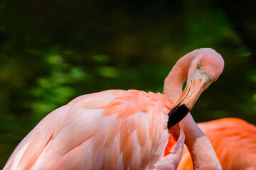 Close-up of a beautiful little pink flamingo resting.