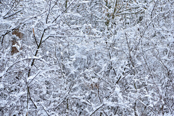 The picture shows a winter landscape, branches of bushes and trees covered with white snow.