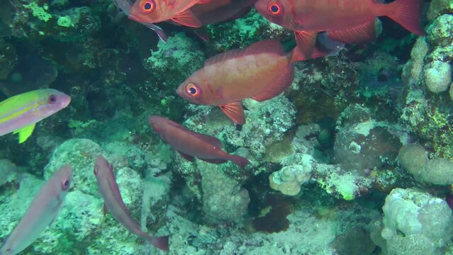 The camera slowly zooms in on a group of Moontail bullseye (Priacanthus hamrur) hiding in a coral reef niche.