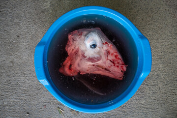 top view slaughtered bloody lamb head skinned in bucket of water top view