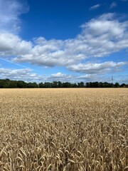 Field of wheat and blue sky background