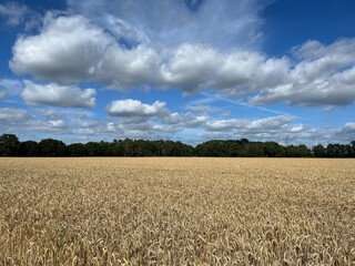 Field of wheat and blue sky background