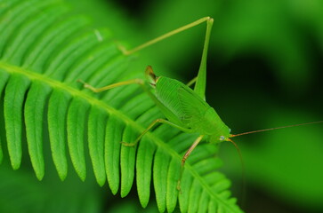 ツユムシ科の幼虫