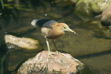 The Javan pond heron (Ardeola speciosa) is a wading bird of the heron family, found in shallow fresh and salt-water wetlands in Southeast Asia.