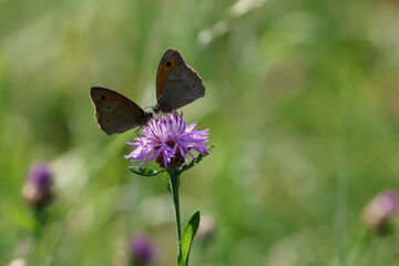 papillon myrtils et fleurs des champs