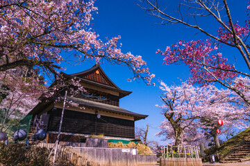 岩殿城跡の春風景