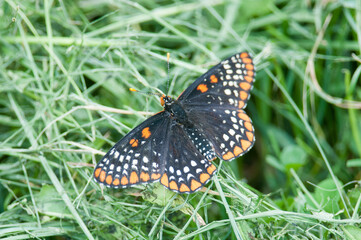 Obraz premium Baltimore Checkerspot butterfly on the grass