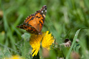 American Lady butterfly on yellow flower