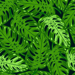 Monstera Adansonii leaves seamless pattern. Monstera obliqua. Tropical leafs background. Botanical textile, wrapping paper, flat, hand-drawn design