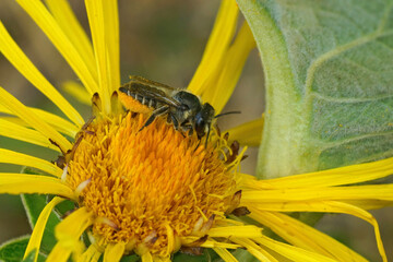 Closeup on a female Patchwork leafcutter bee, Megachile centuncularis, collecting yellow pollen...