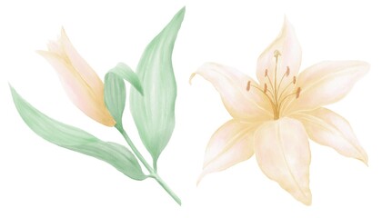 Watercolor illustrations of yellow concrete and lily flower isolated on white background