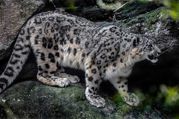 Snow leopard on the stone. Latin name - Uncia uncia	